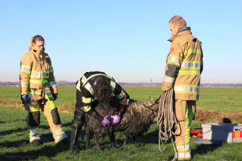 Wandelaars vinden bevroren schaap in sloot