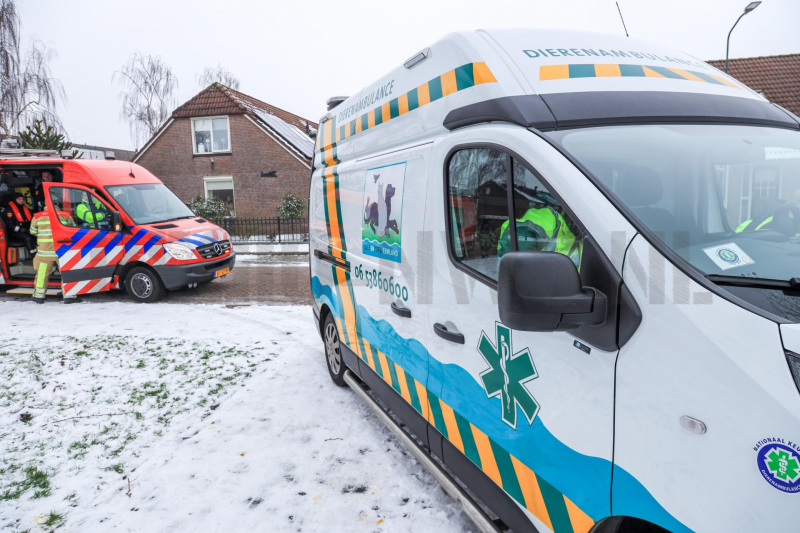 Meeuw vast in het ijs (Bunschoten-Spakenburg)