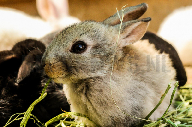 Ruim 200 verwaarloosde konijnen in beslag genomen bij fokker (Ede)