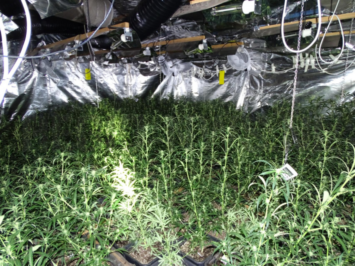 Verhuurder ontdekt hennepkwekerij in aanbouw ('s-Gravenpolder)