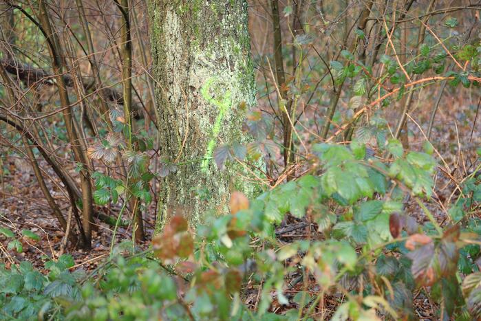 Bomenkap moment van de waarheid