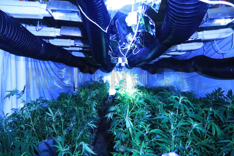 600 wietplanten gevonden in bedrijfspand (Bunschoten-Spakenburg)