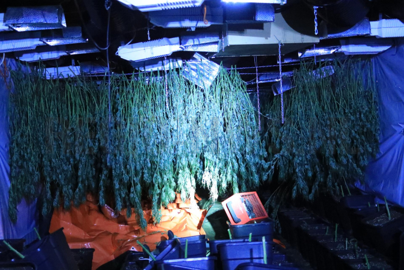 600 wietplanten gevonden in bedrijfspand (Bunschoten-Spakenburg)