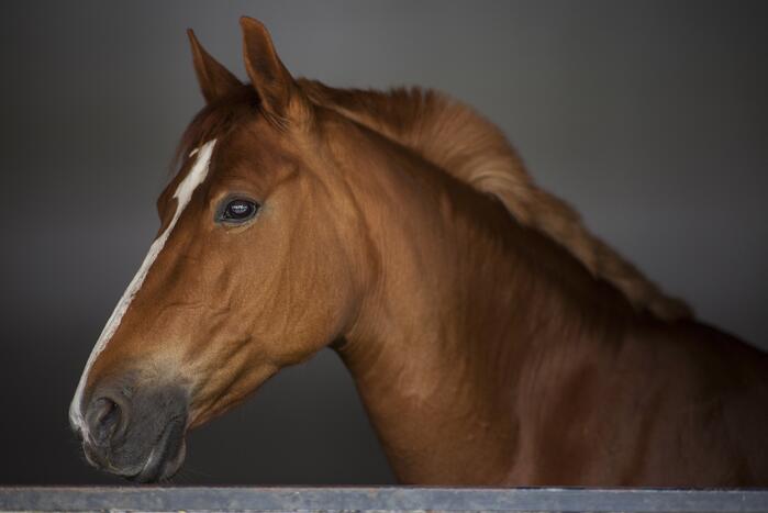 Grote groep paarden losgebroken en galoppeerde over provinciale weg