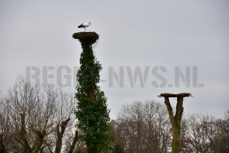 Ooievaar weer thuis op nest (Eemnes)