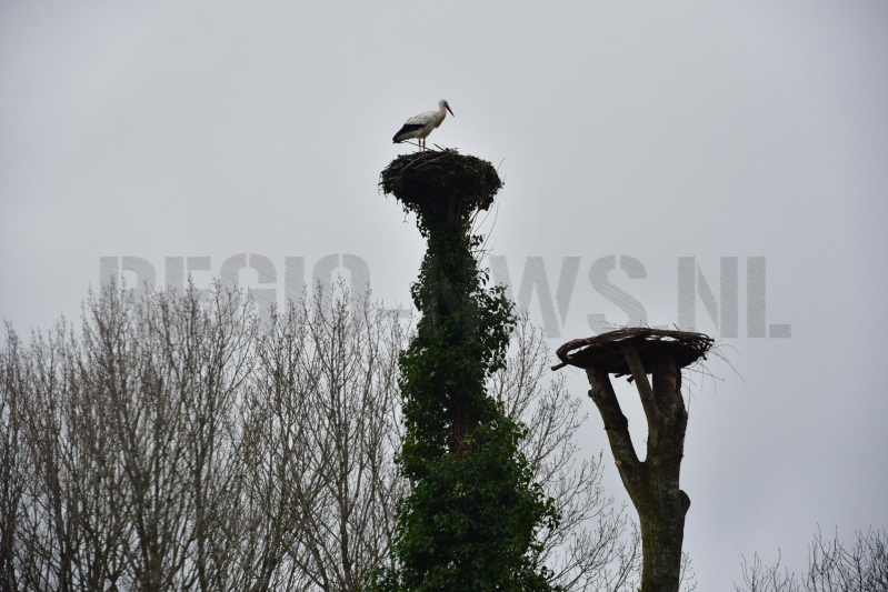 Ooievaar weer thuis op nest (Eemnes)