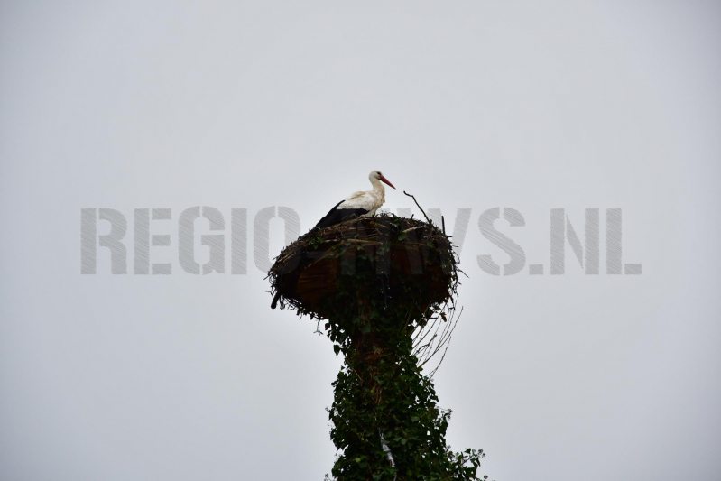 Ooievaar weer thuis op nest (Eemnes)