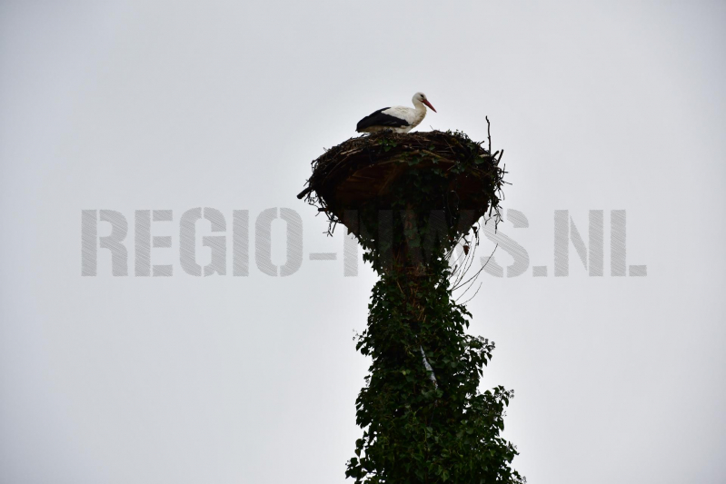 Ooievaar weer thuis op nest (Eemnes)