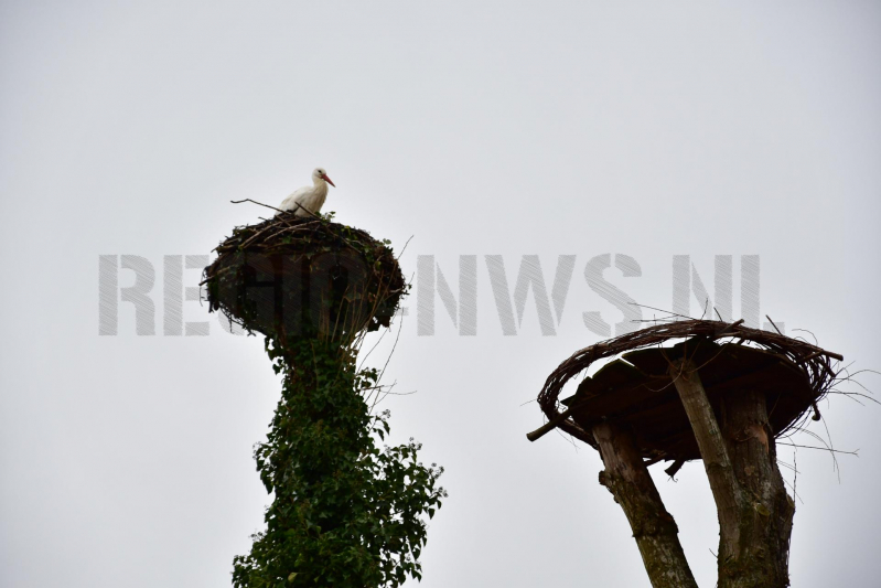 Ooievaar weer thuis op nest (Eemnes)