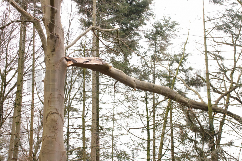 Hoogwerker weigert dienst om een grote boom met schade te vellen