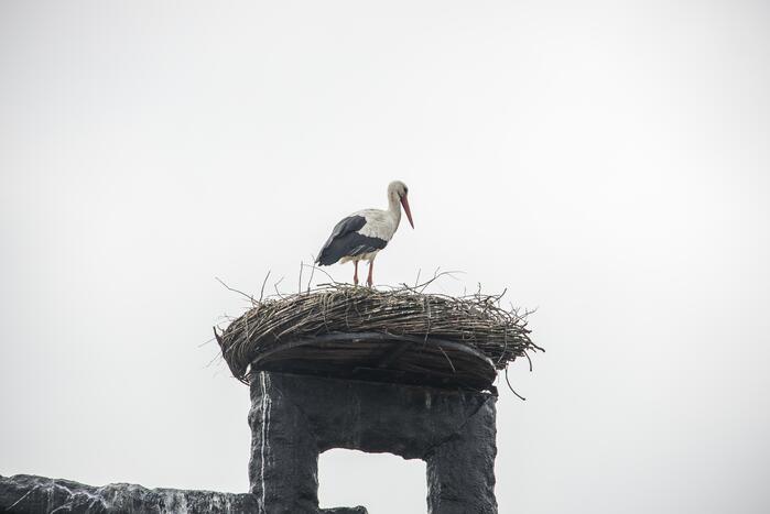 Ooiervaars werken weer aan uitbreiding op kunstwerk Uiverhoeve