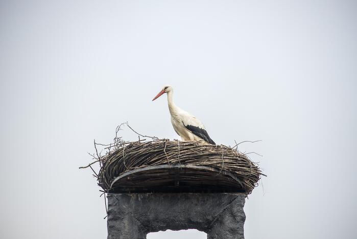 Ooiervaars werken weer aan uitbreiding op kunstwerk Uiverhoeve