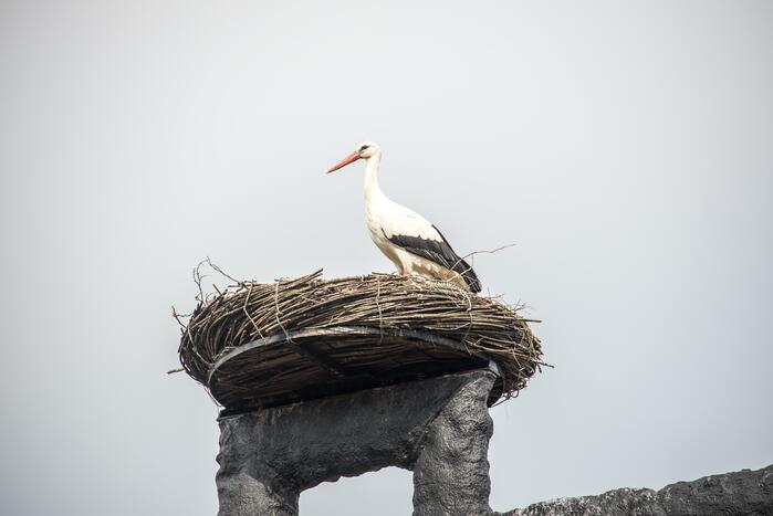Ooiervaars werken weer aan uitbreiding op kunstwerk Uiverhoeve