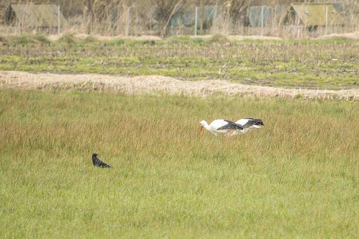 Ooiervaars werken weer aan uitbreiding op kunstwerk Uiverhoeve