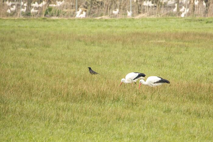 Ooiervaars werken weer aan uitbreiding op kunstwerk Uiverhoeve
