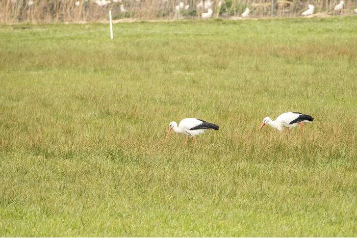 Ooiervaars werken weer aan uitbreiding op kunstwerk Uiverhoeve