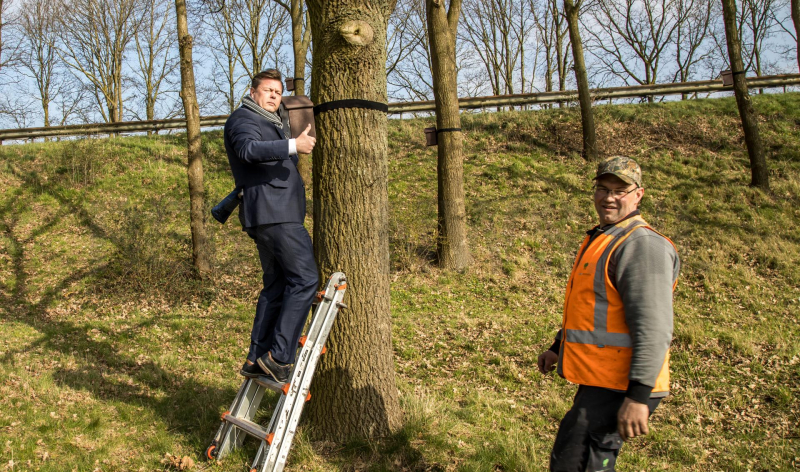 Wethouder opent proefgebied biologische bestrijding eikenprocessierups
