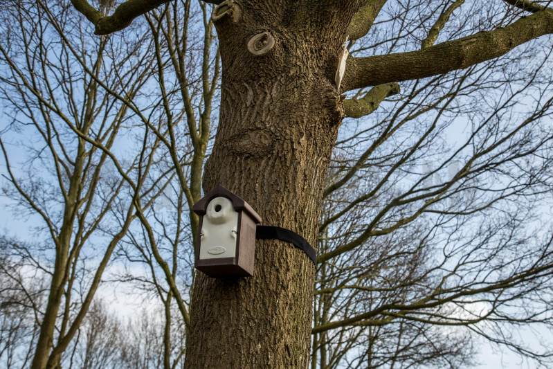 Wethouder opent proefgebied biologische bestrijding eikenprocessierups