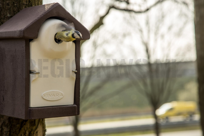 Wethouder opent proefgebied biologische bestrijding eikenprocessierups