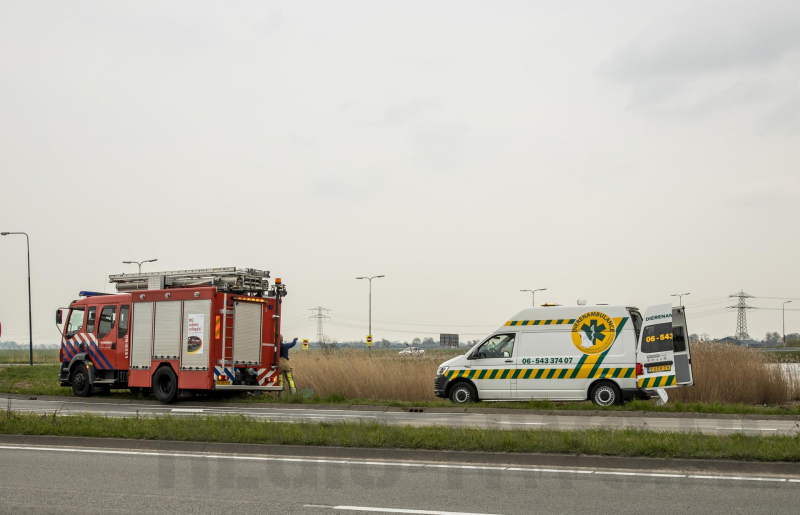 Aangereden zwaan laat zich niet vangen, Bunschoterstraat