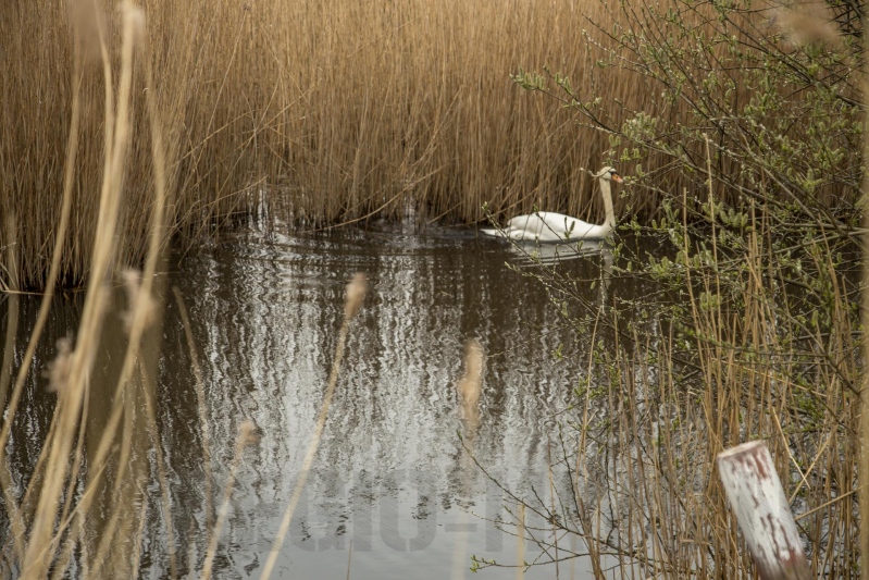 Aangereden zwaan laat zich niet vangen, Bunschoterstraat
