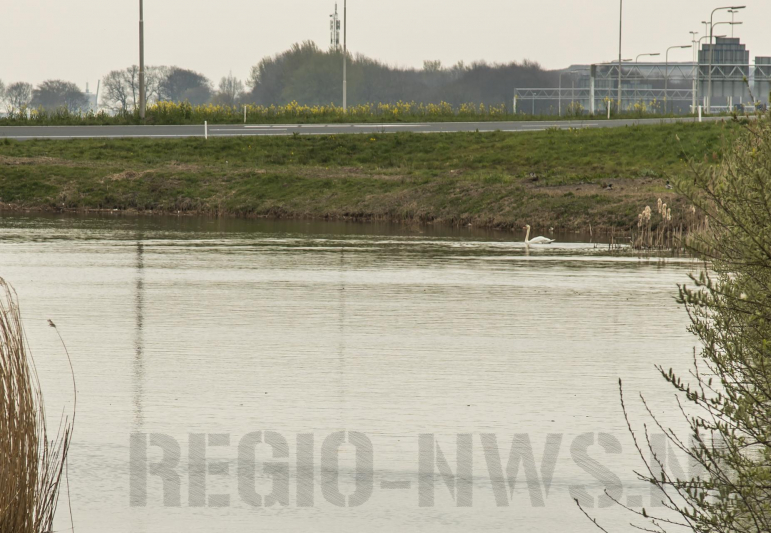 Aangereden zwaan laat zich niet vangen, Bunschoterstraat
