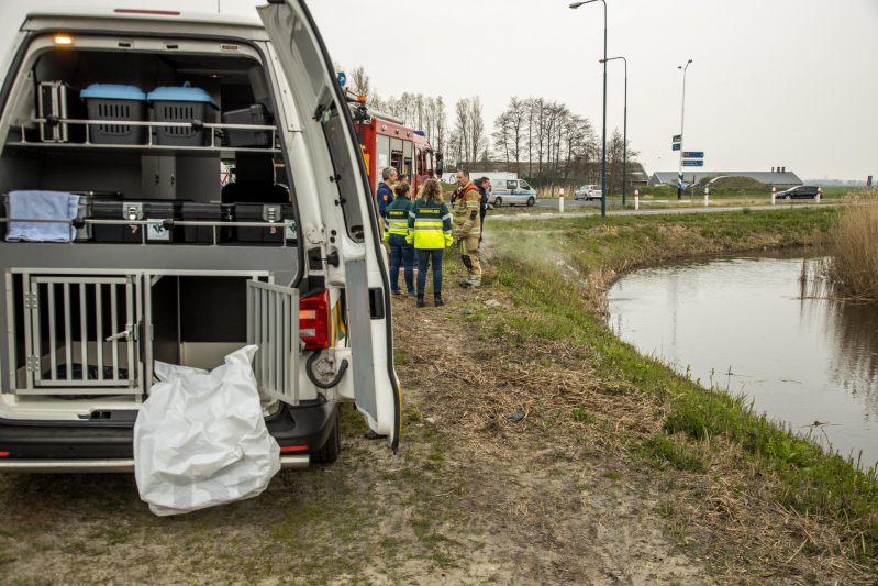 Aangereden zwaan laat zich niet vangen, Bunschoterstraat