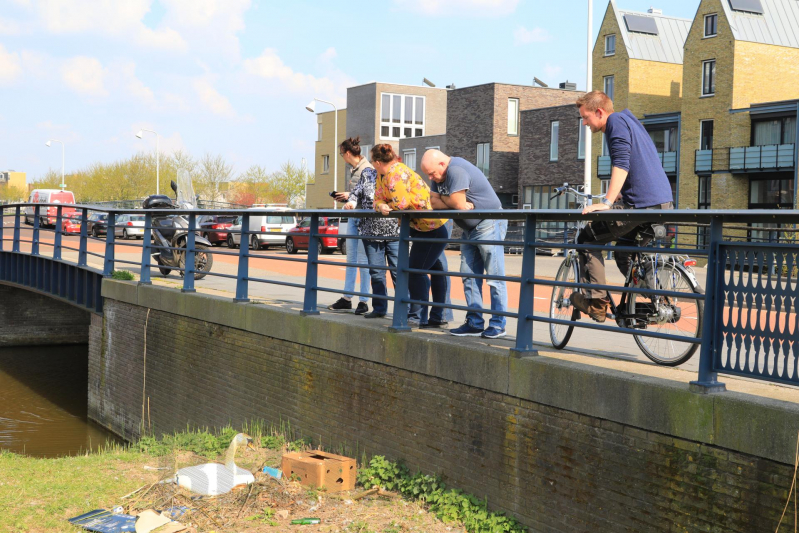 Broedende zwaan bekogeld