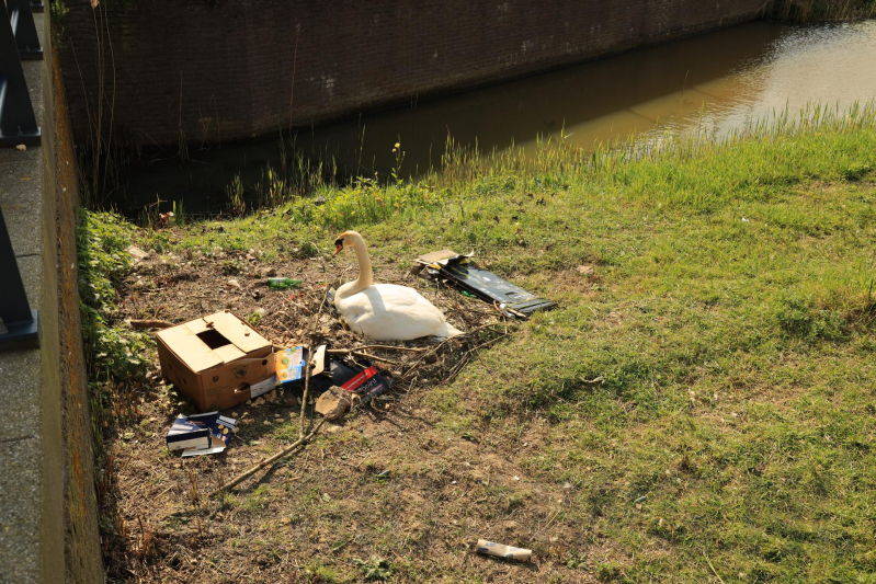 Broedende zwaan bekogeld