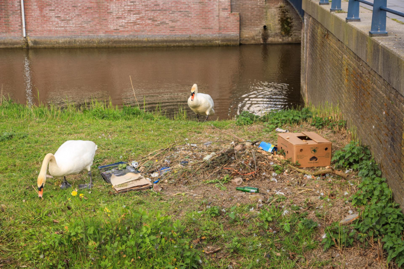 Broedende zwaan bekogeld