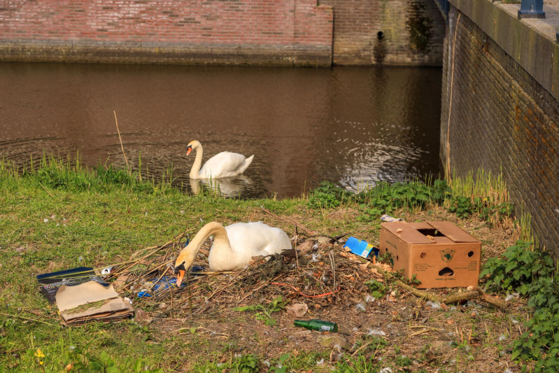 Broedende zwaan bekogeld