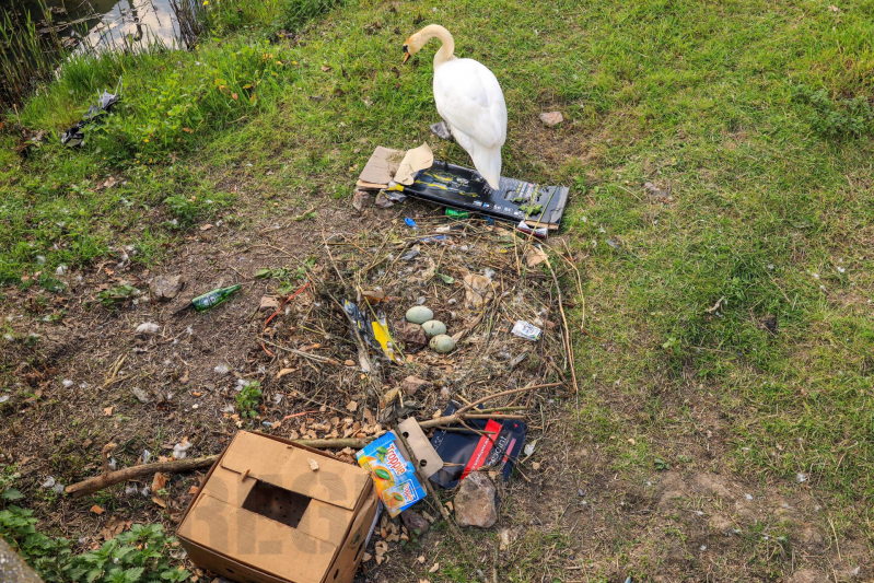 Broedende zwaan bekogeld