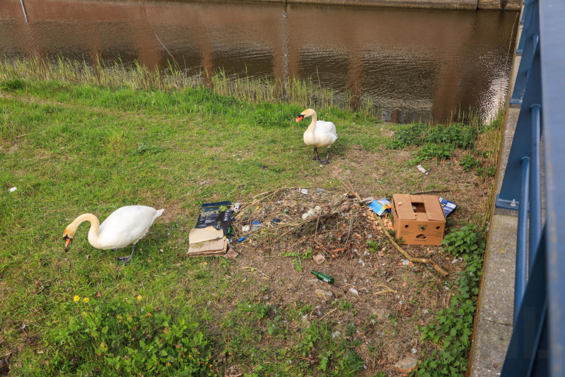 Broedende zwaan bekogeld