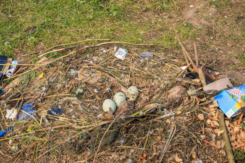 Broedende zwaan bekogeld