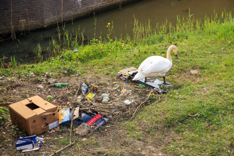Broedende zwaan bekogeld