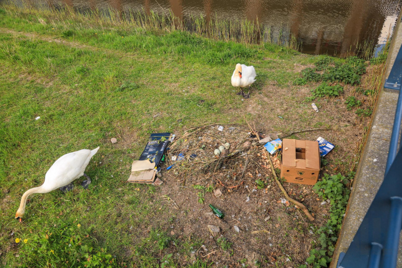 Broedende zwaan bekogeld