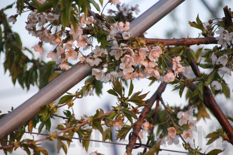 Kersenbomen roken zorgt voor flinke rookontwikkeling