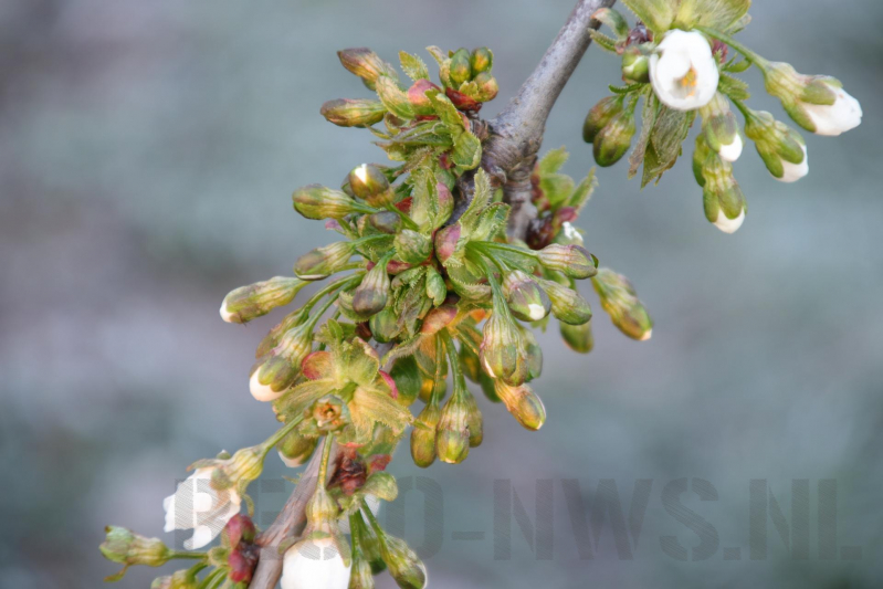 Kersenbomen roken zorgt voor flinke rookontwikkeling