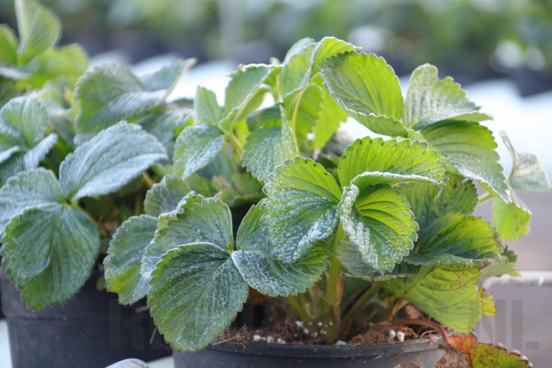 Kersenbomen roken zorgt voor flinke rookontwikkeling
