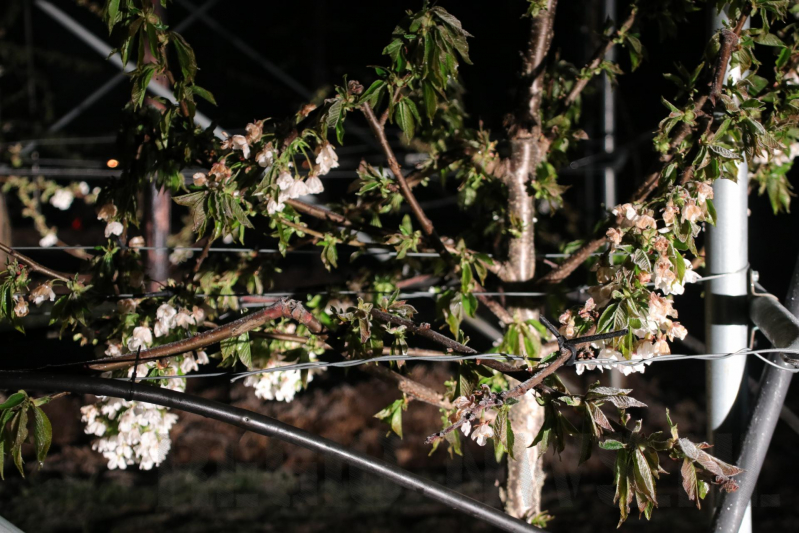 Nachtwerk voor fruitkwekers door vorst