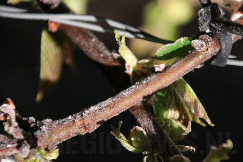 Nachtwerk voor fruitkwekers door vorst