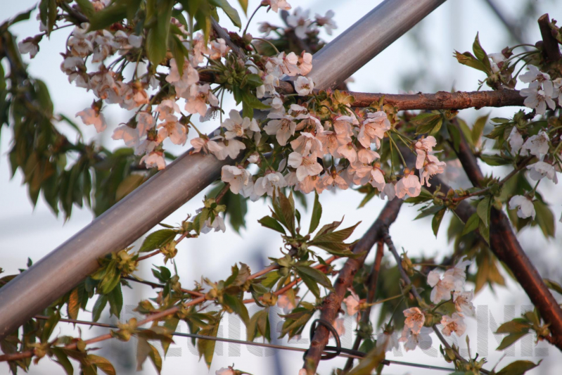 Nachtwerk voor fruitkwekers door vorst