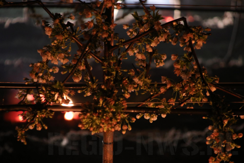 Nachtwerk voor fruitkwekers door vorst