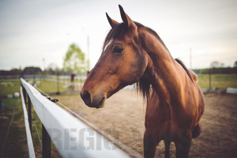 Gezadeld paard gevlucht
