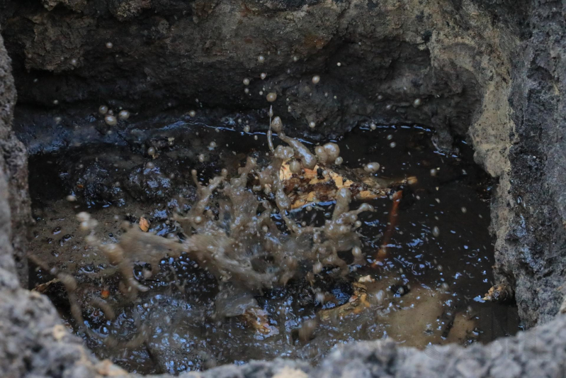 Wortels bomen doorboren waterleiding