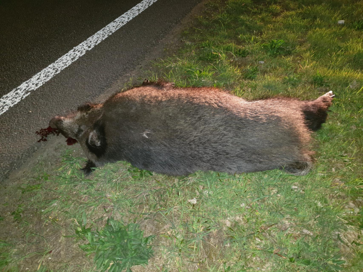 Wild zwijn doodgereden