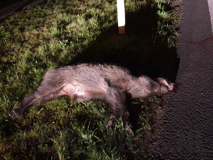 Wild zwijn doodgereden