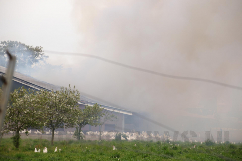 Grote kippenschuur met mogelijk 16.000 kippen in brand