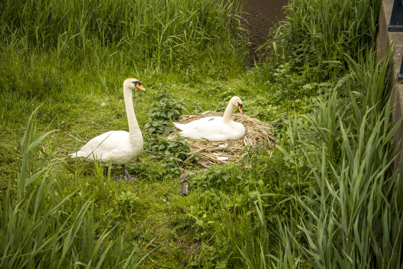 Eieren bekogelde zwanen uitgekomen