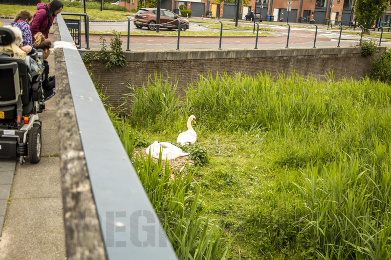 Eieren bekogelde zwanen uitgekomen